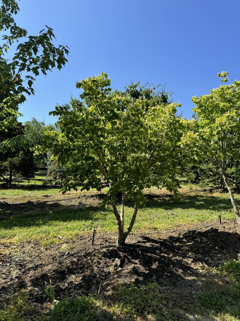 Tilia cordata 'Winter Orange'