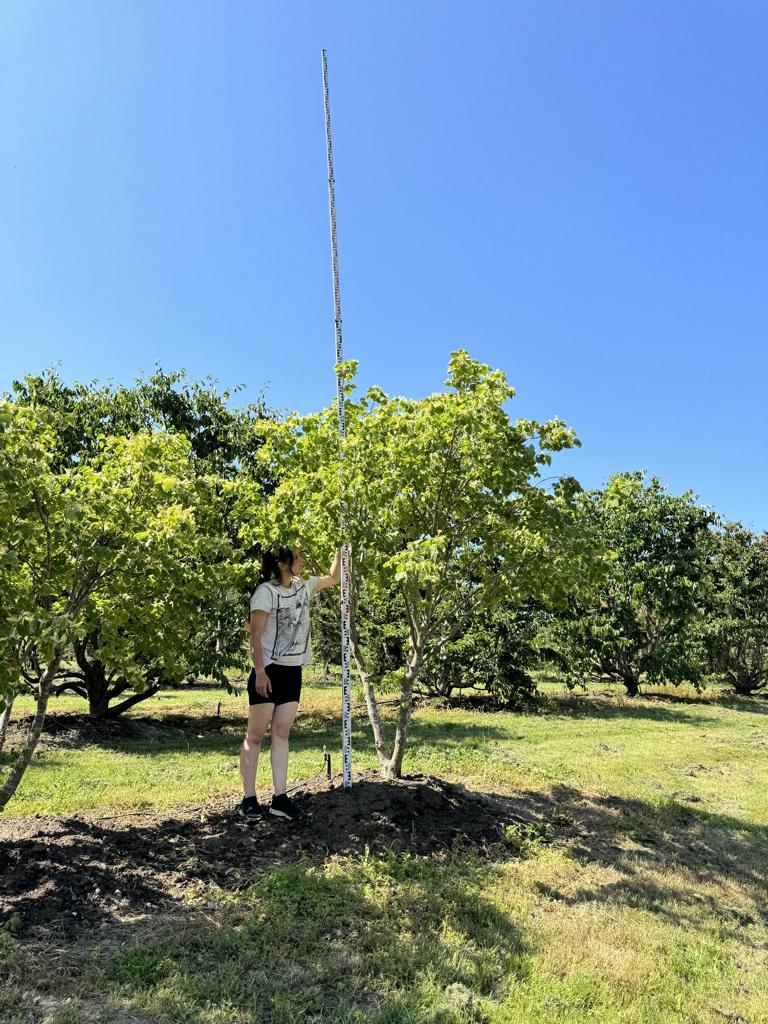 Tilia cordata 'Winter Orange'