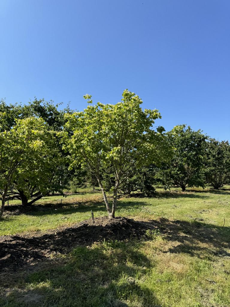 Tilia cordata 'Winter Orange'