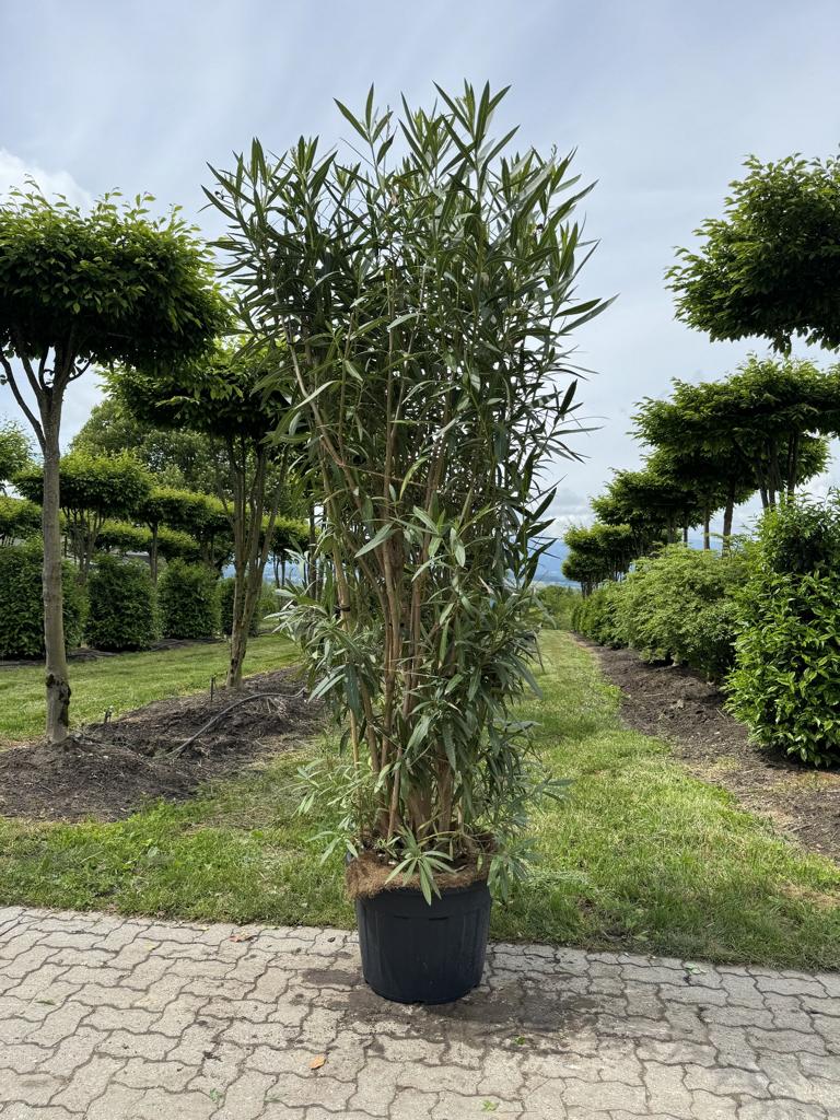 Nerium oleander weiss