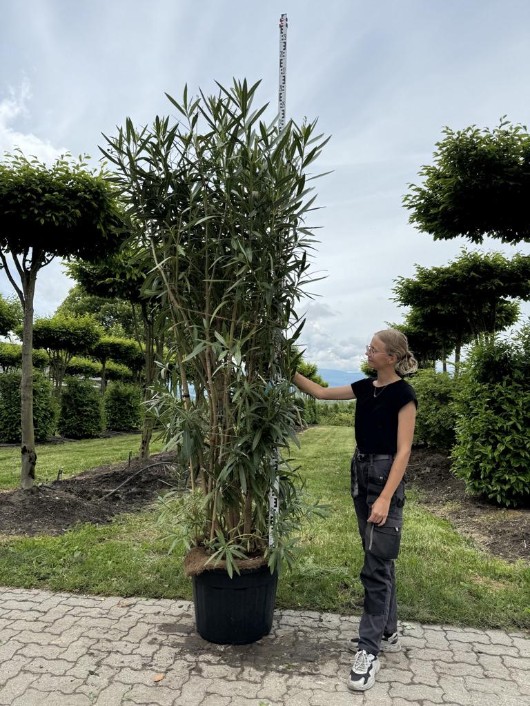 Nerium oleander weiss