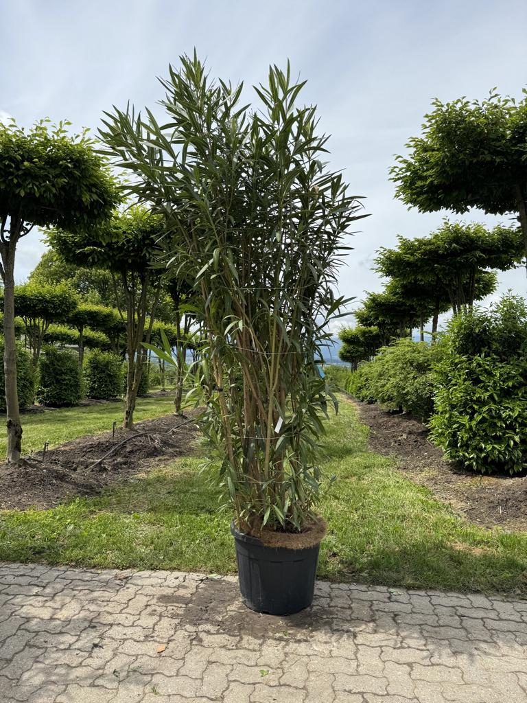 Nerium oleander weiss