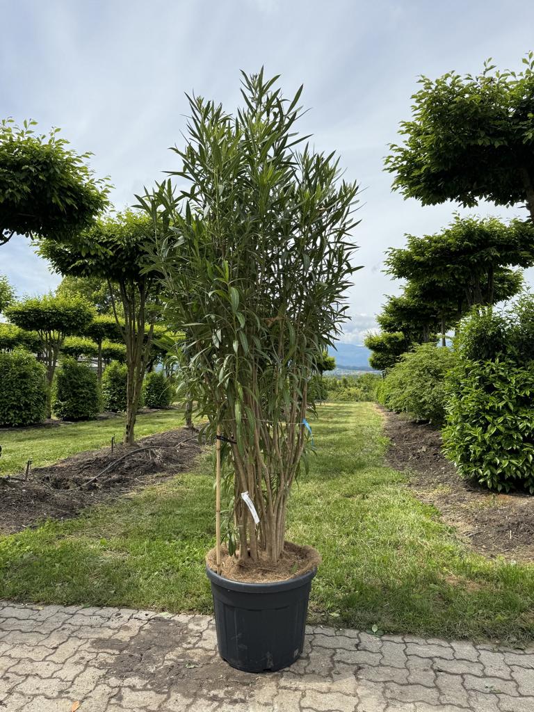 Nerium oleander rot
