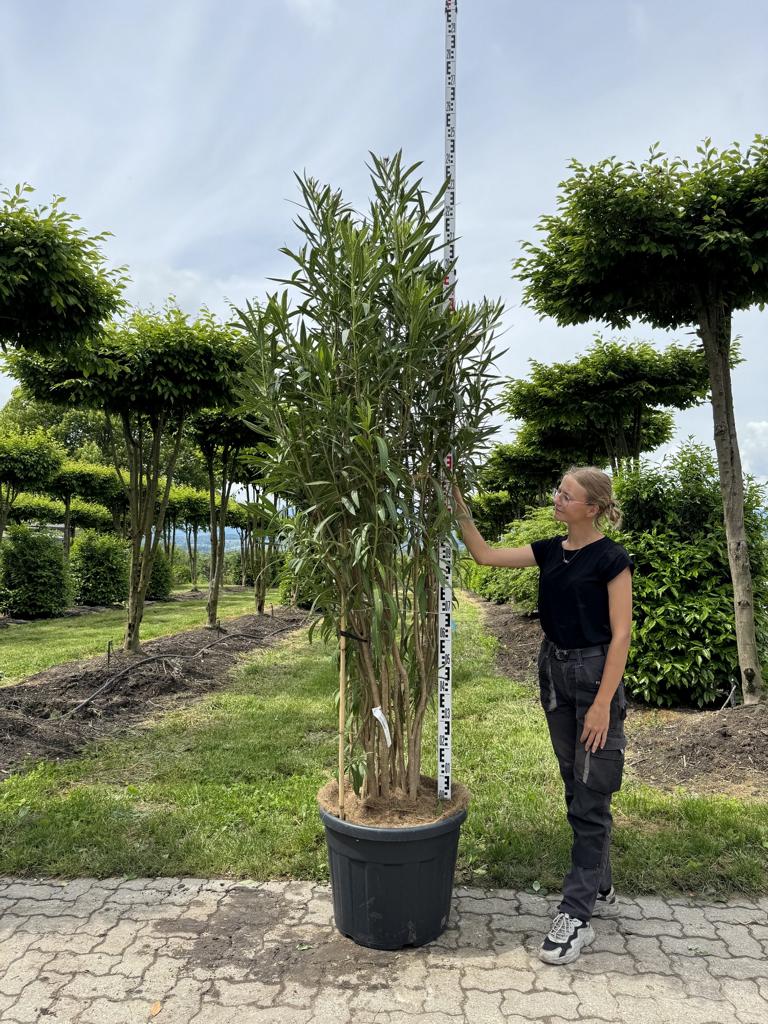 Nerium oleander rot