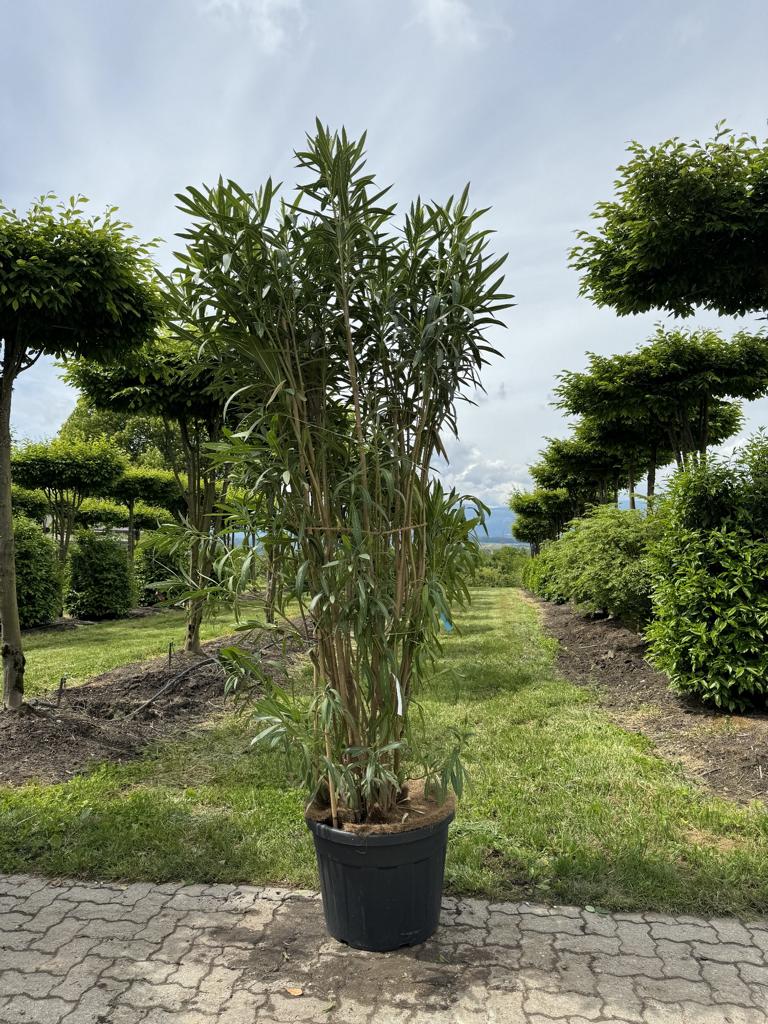 Nerium oleander rot
