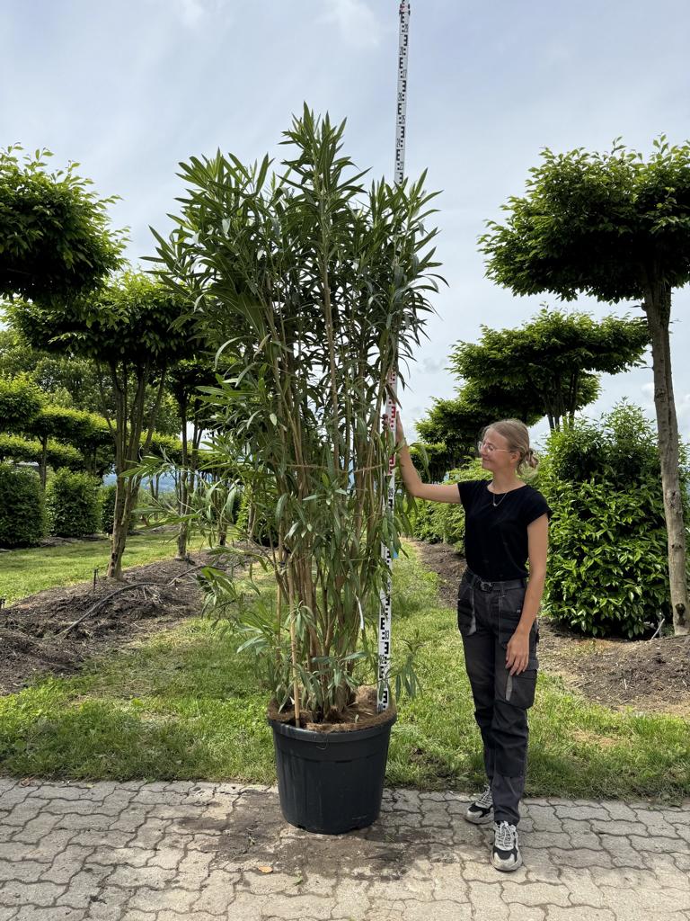 Nerium oleander rot