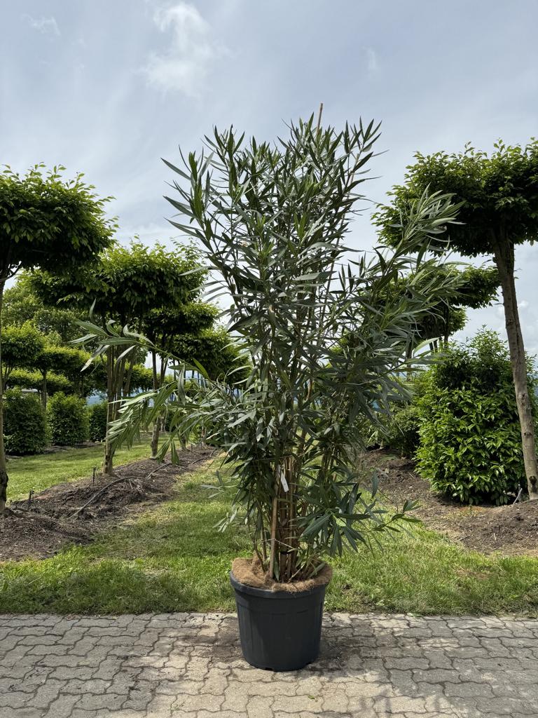 Nerium oleander rosa