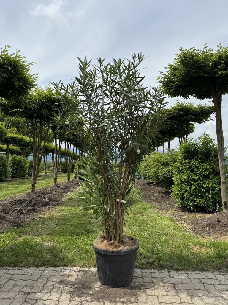 Nerium oleander rosa