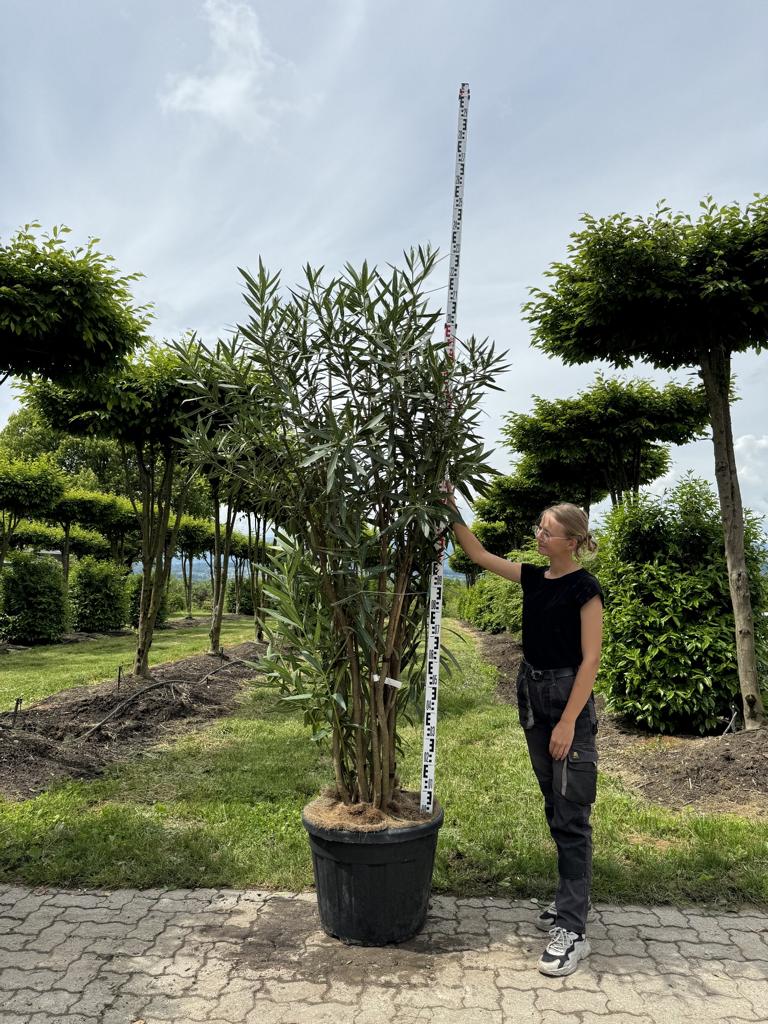 Nerium oleander rosa