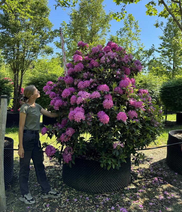 Rhododendron (Catawbiense-Gruppe) 'Catawbiense Grandiflorum'