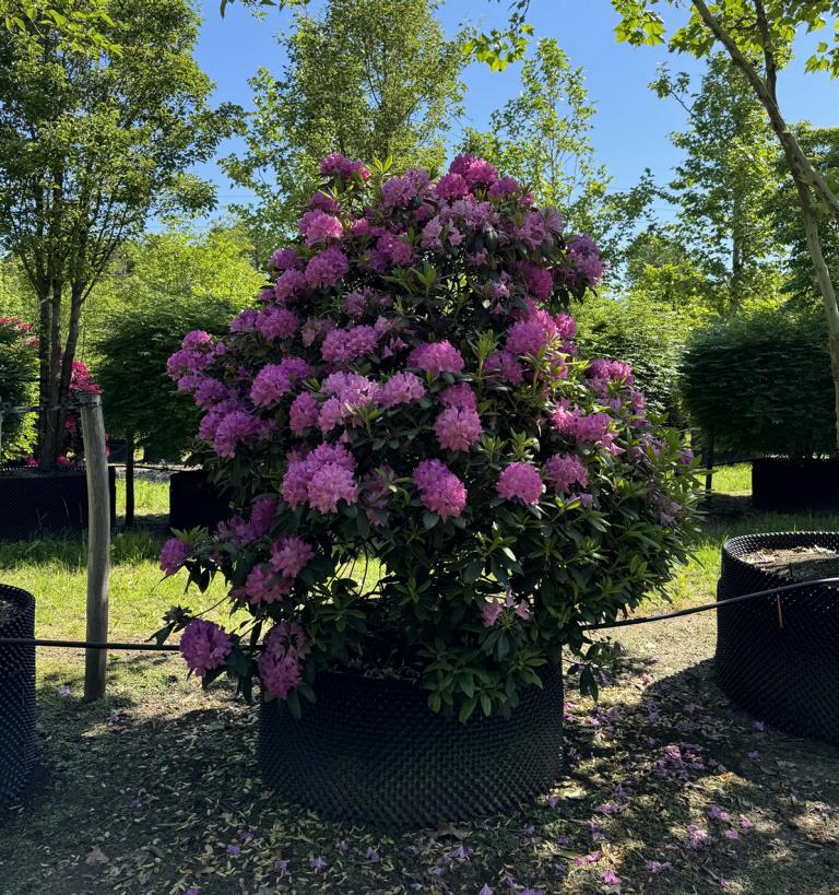 Rhododendron (Catawbiense-Gruppe) 'Catawbiense Grandiflorum'