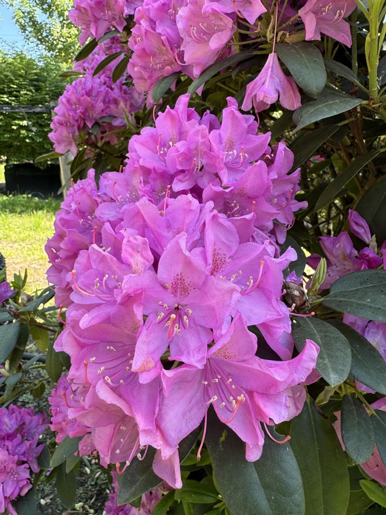 Rhododendron (Catawbiense-Gruppe) 'Catawbiense Grandiflorum'