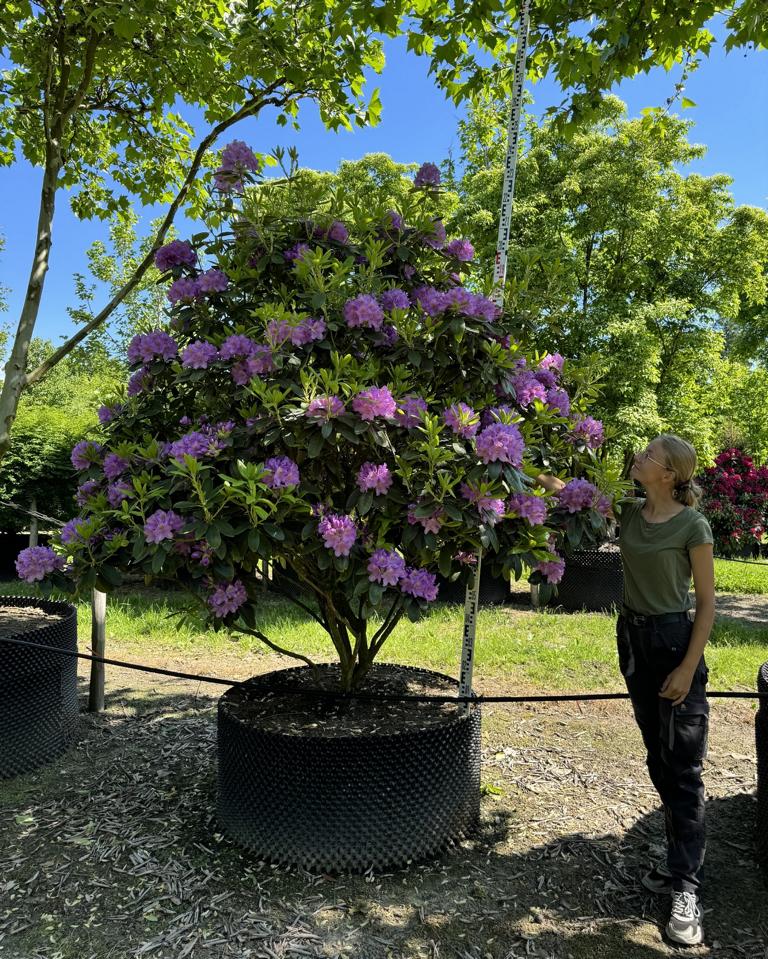 Rhododendron (Catawbiense-Gruppe) 'Catawbiense Grandiflorum' Dachform