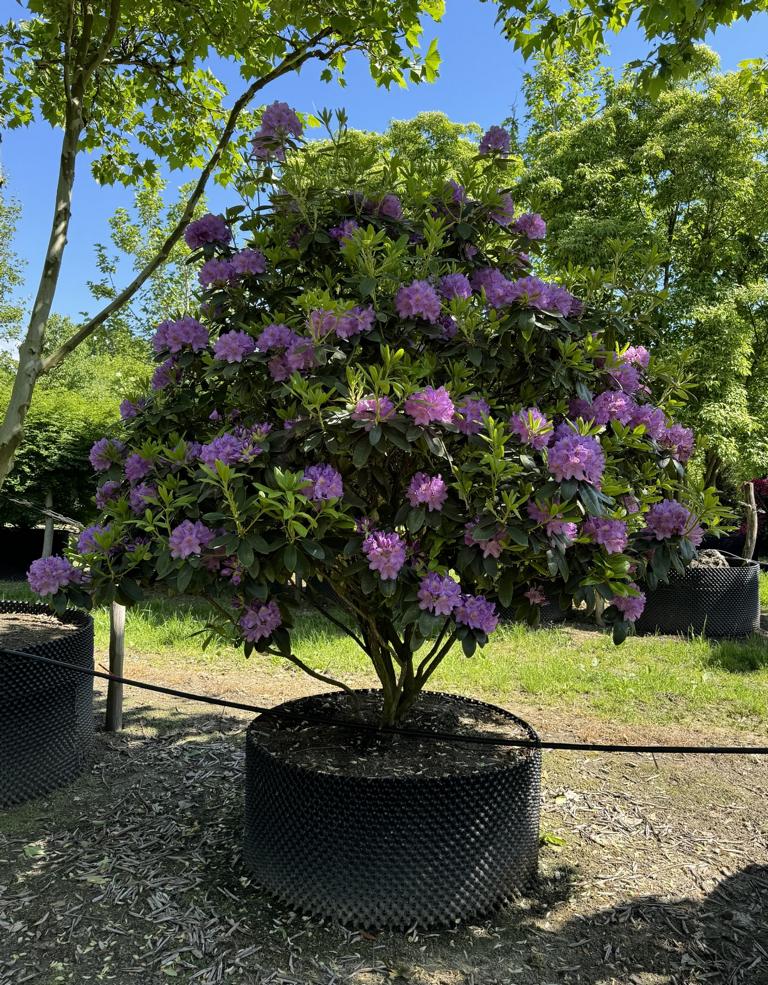 Rhododendron (Catawbiense-Gruppe) 'Catawbiense Grandiflorum' Dachform