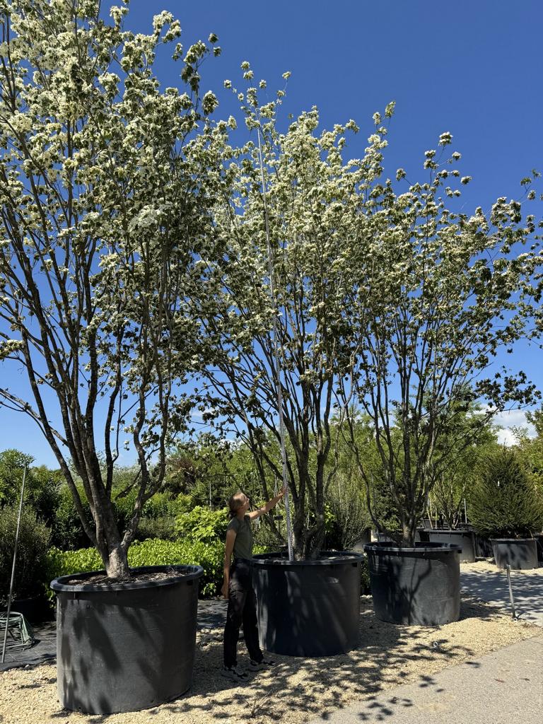 Cornus kousa
