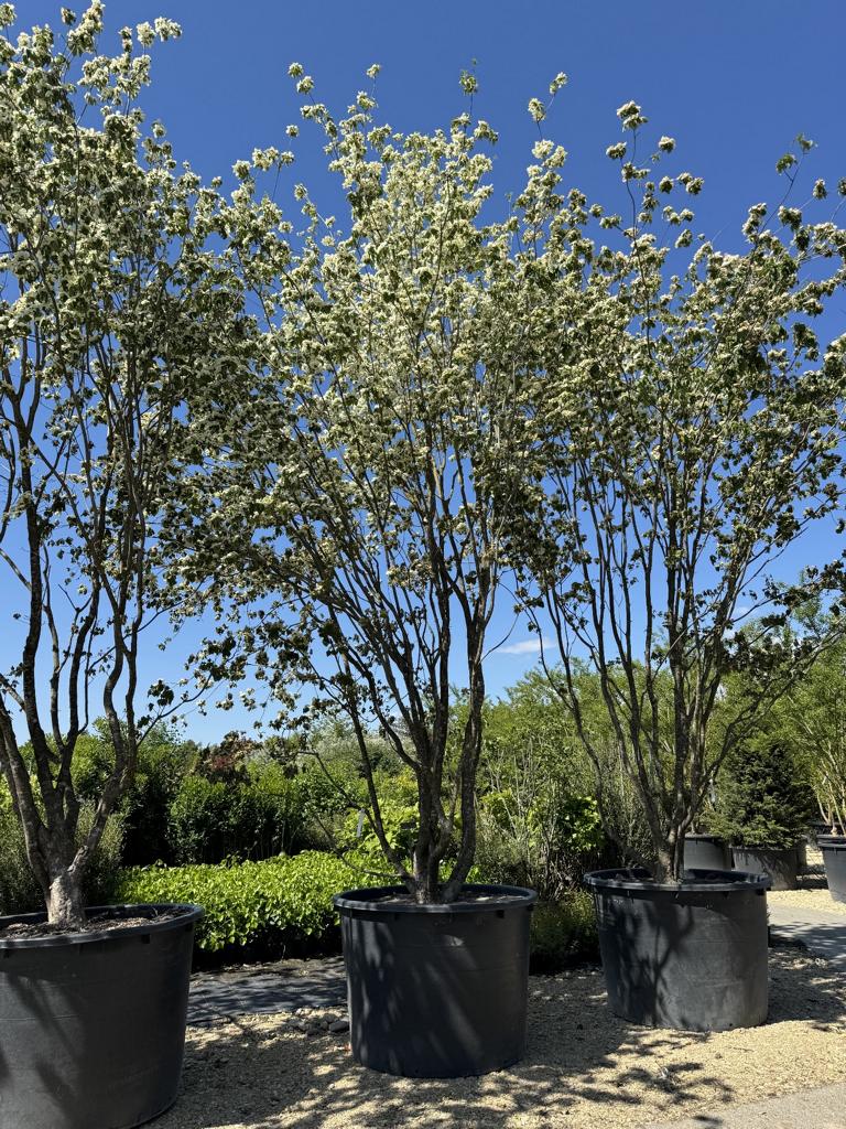 Cornus kousa