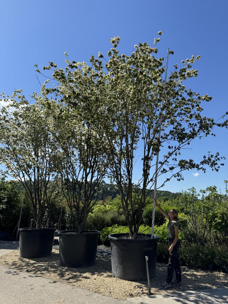 Cornus kousa