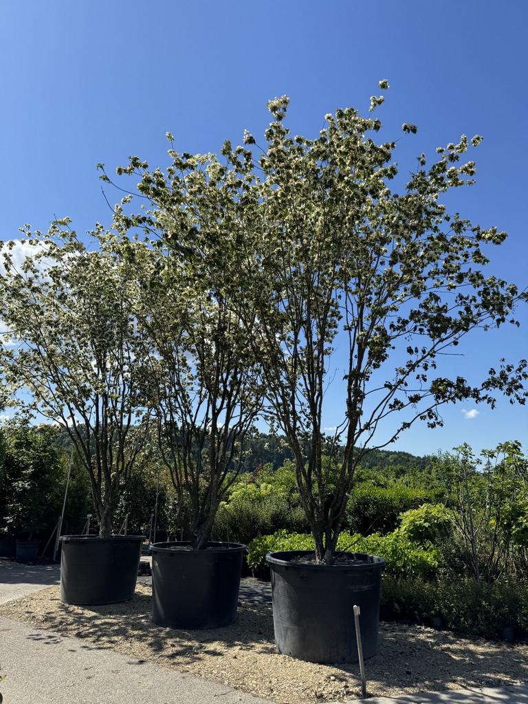 Cornus kousa