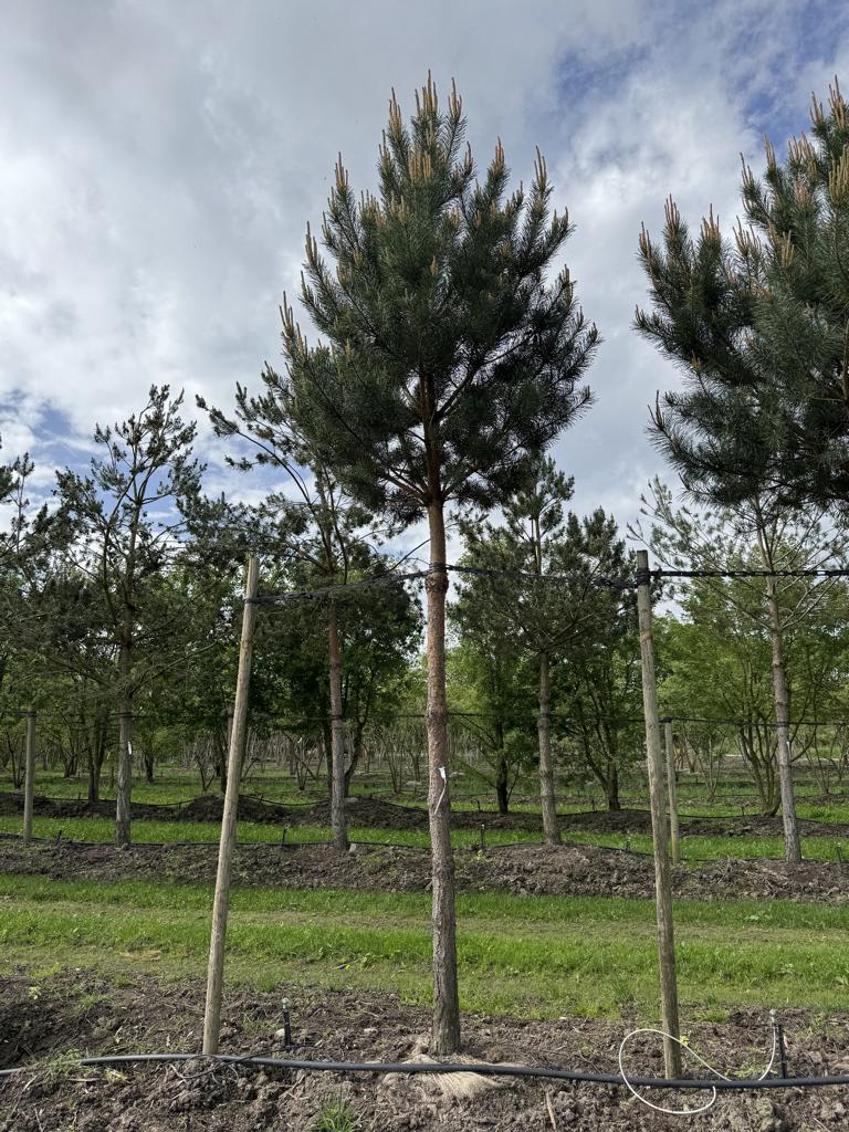 Pinus sylvestris