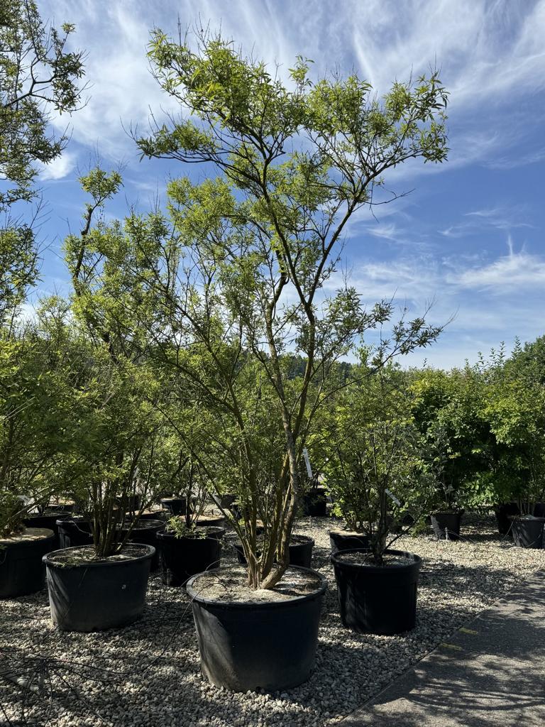 Vitex agnus-castus