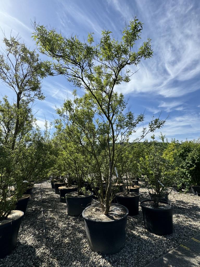 Vitex agnus-castus