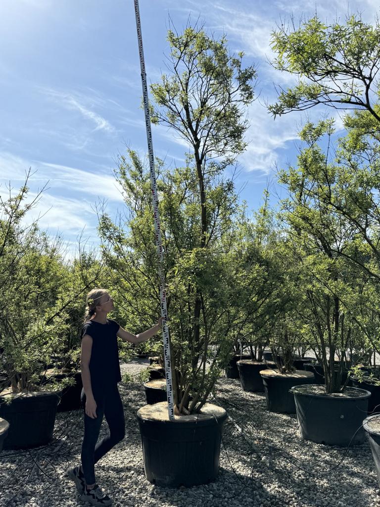 Vitex agnus-castus
