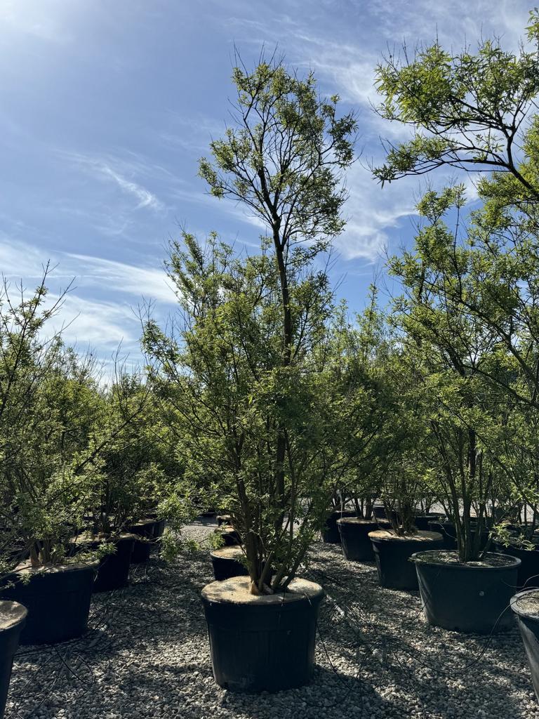 Vitex agnus-castus