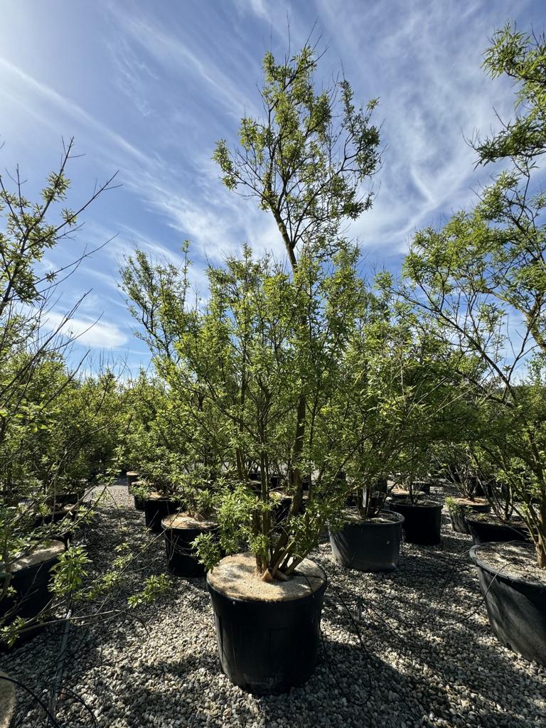 Vitex agnus-castus