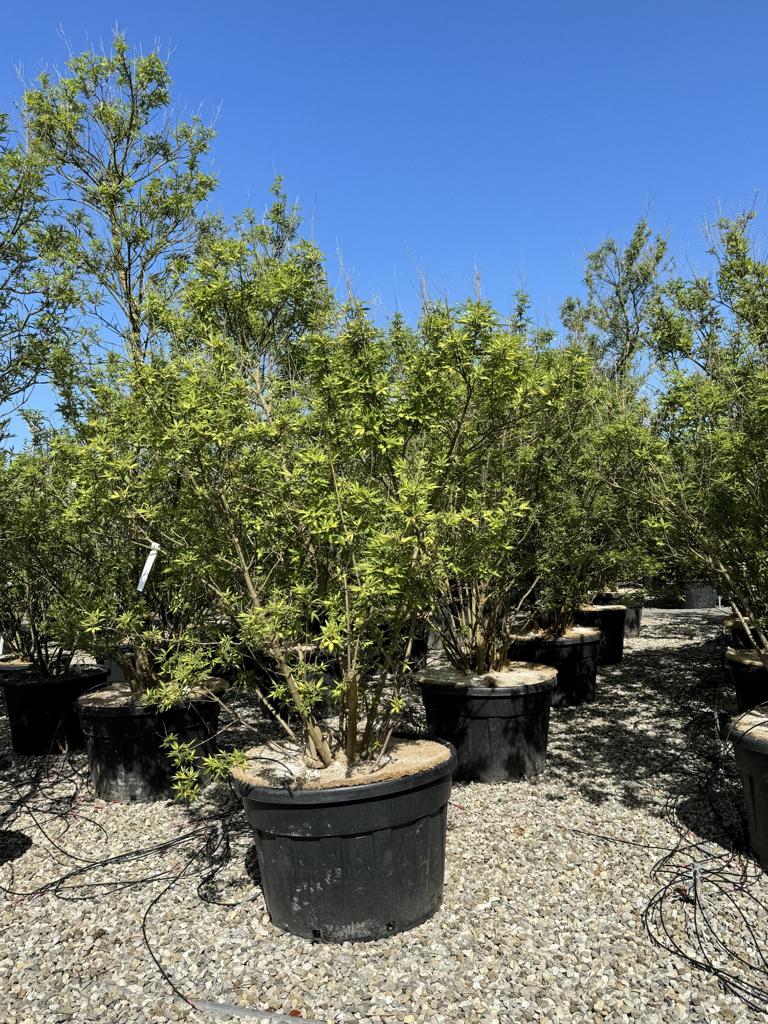 Vitex agnus-castus 'Altersform'