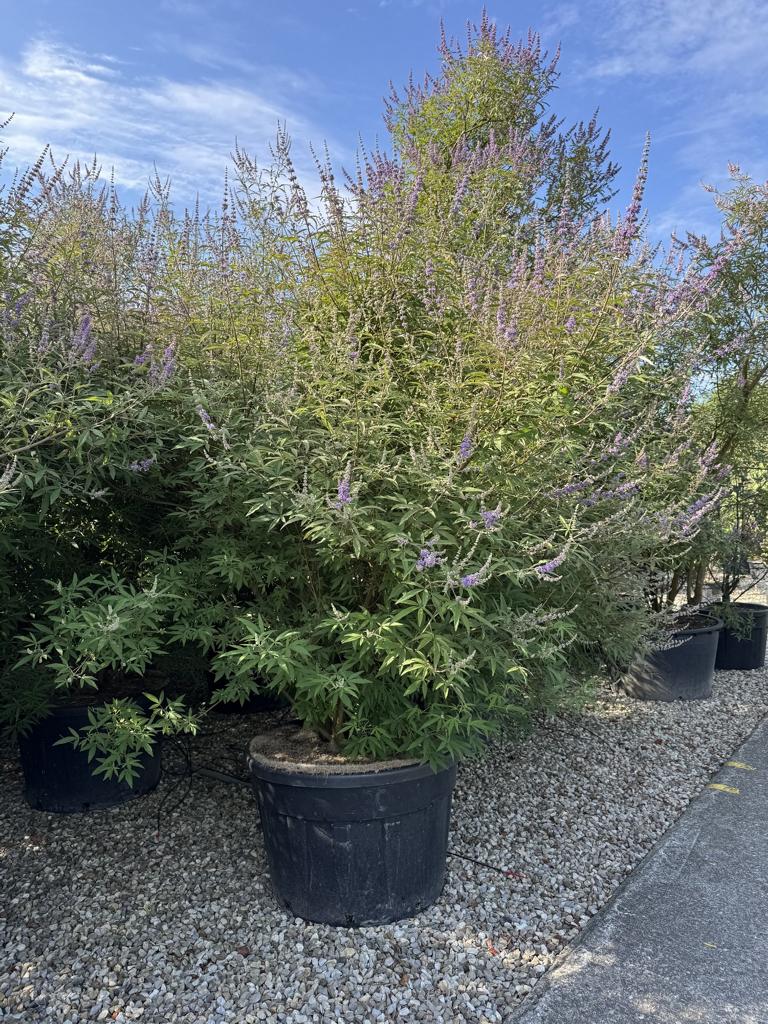 Vitex agnus-castus 'Altersform'