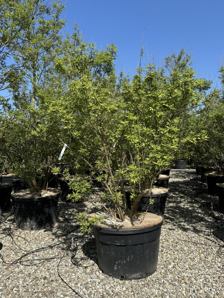 Vitex agnus-castus 'Altersform'