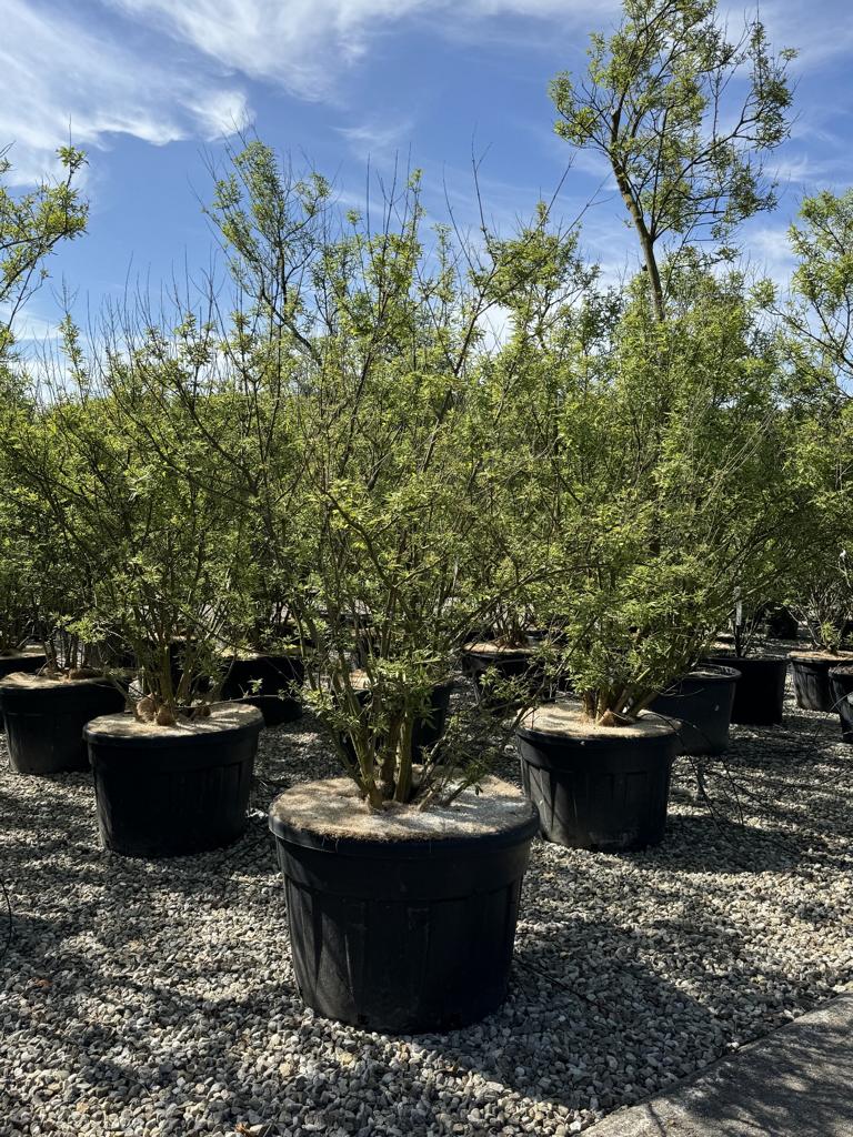 Vitex agnus-castus 'Altersform'