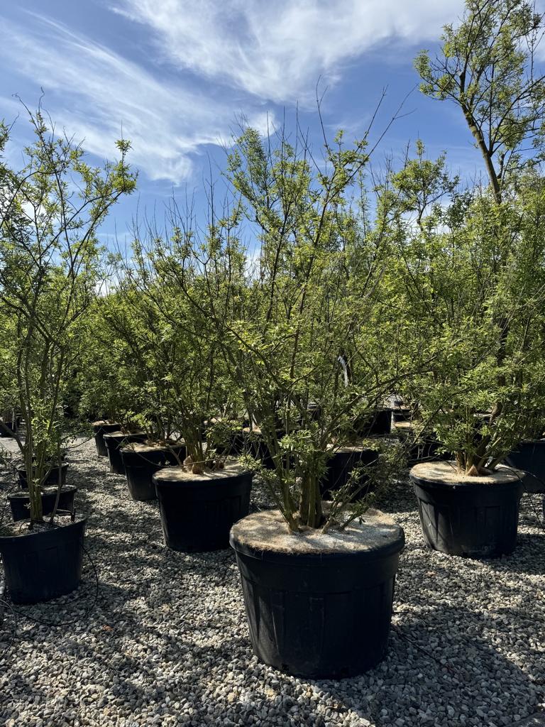Vitex agnus-castus 'Altersform'