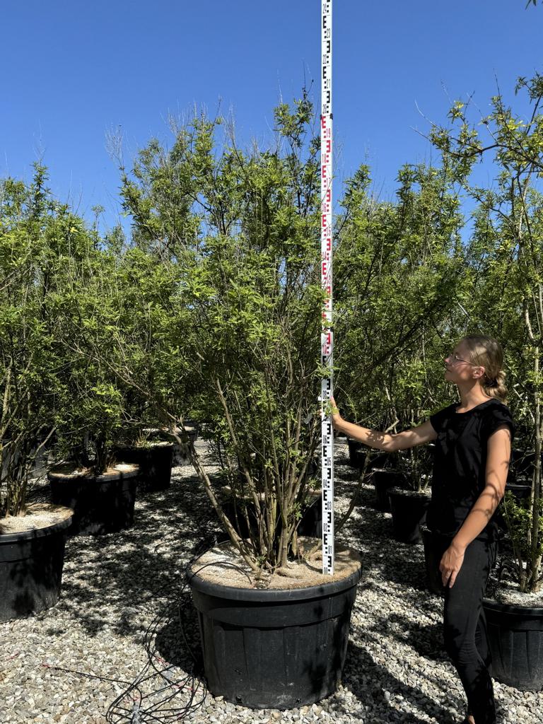 Vitex agnus-castus 'Altersform'
