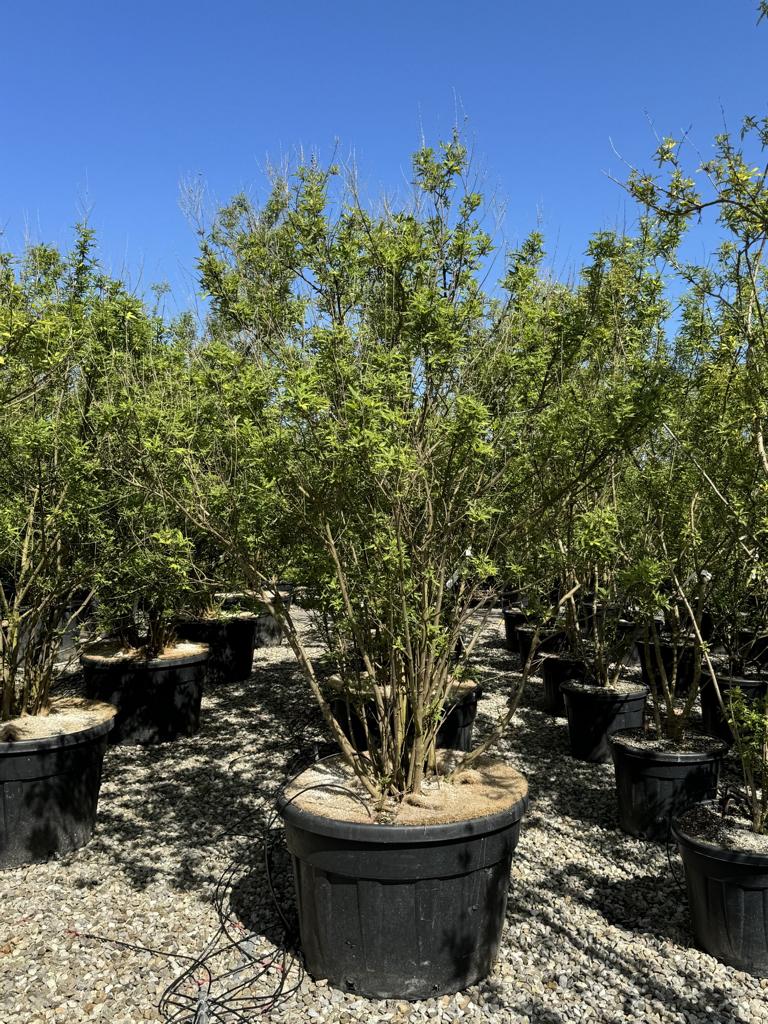 Vitex agnus-castus 'Altersform'