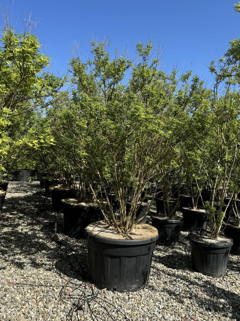 Vitex agnus-castus 'Altersform'