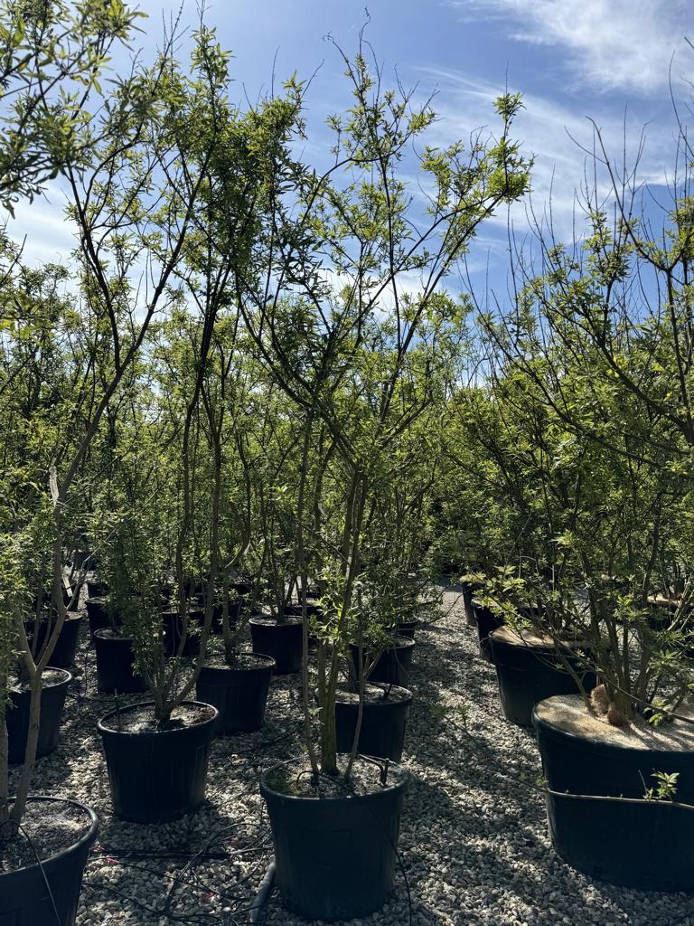 Vitex agnus-castus