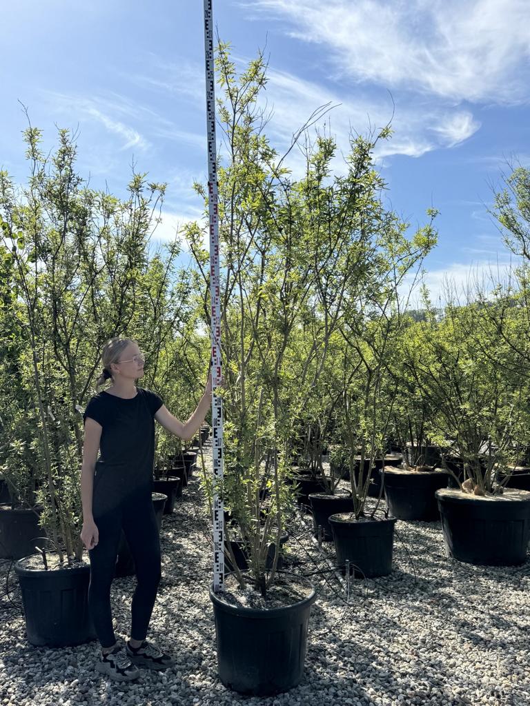 Vitex agnus-castus