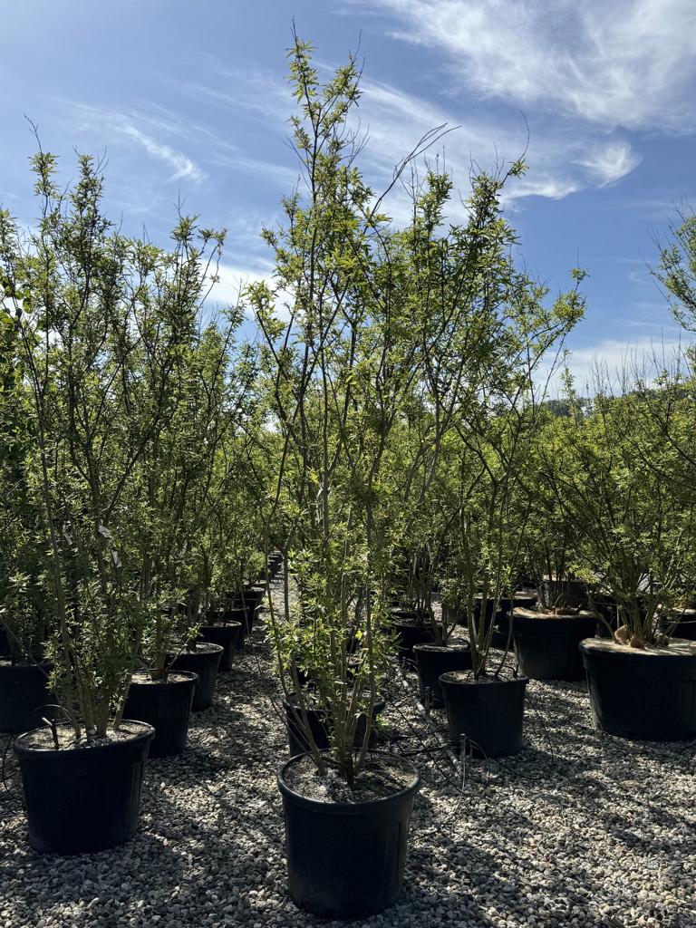 Vitex agnus-castus