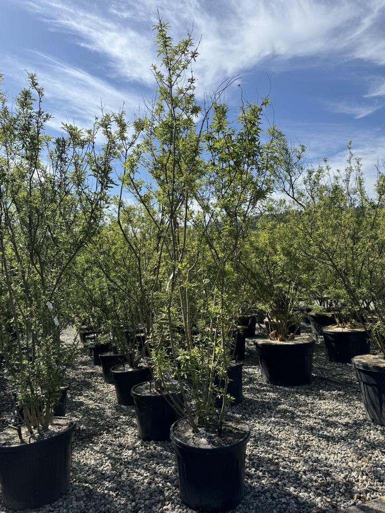 Vitex agnus-castus