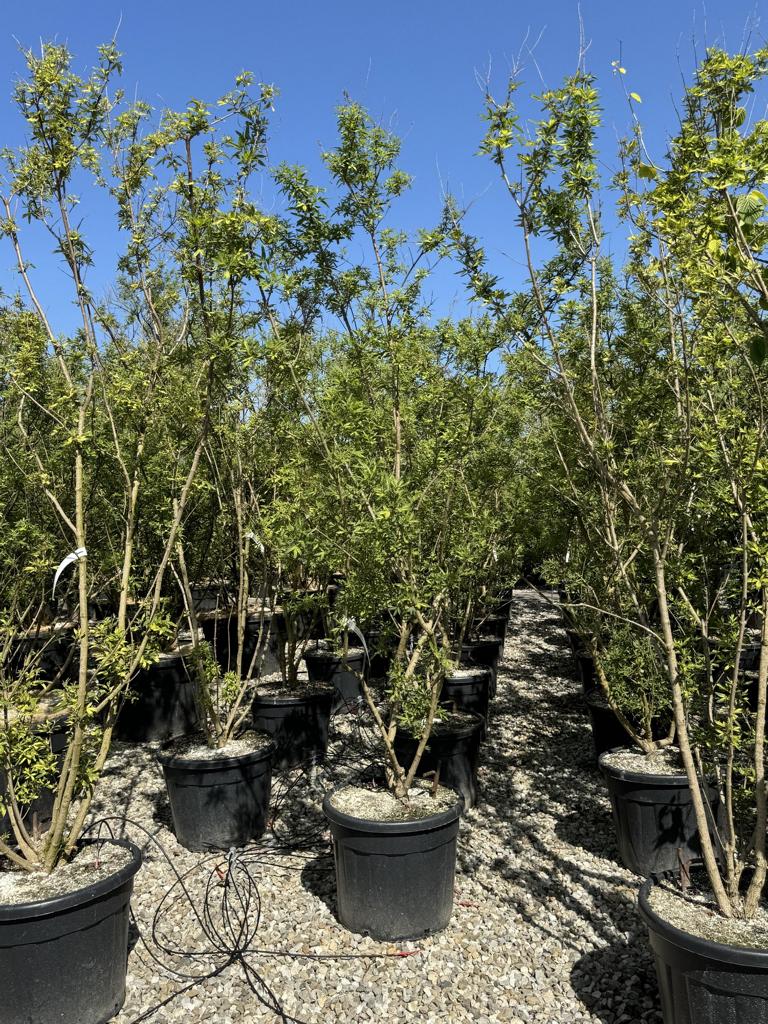Vitex agnus-castus