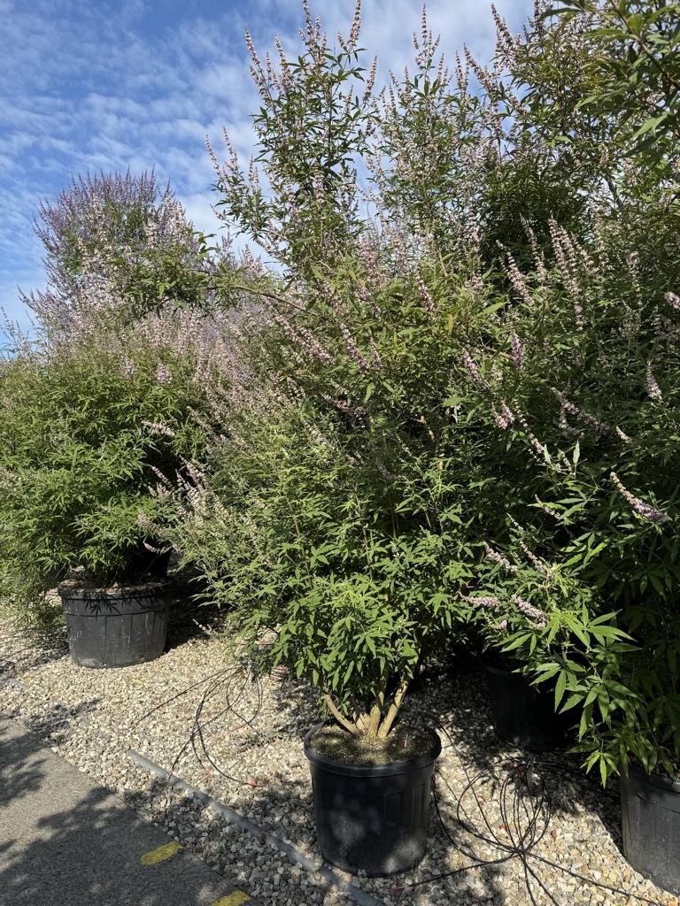 Vitex agnus-castus 'Rosea'