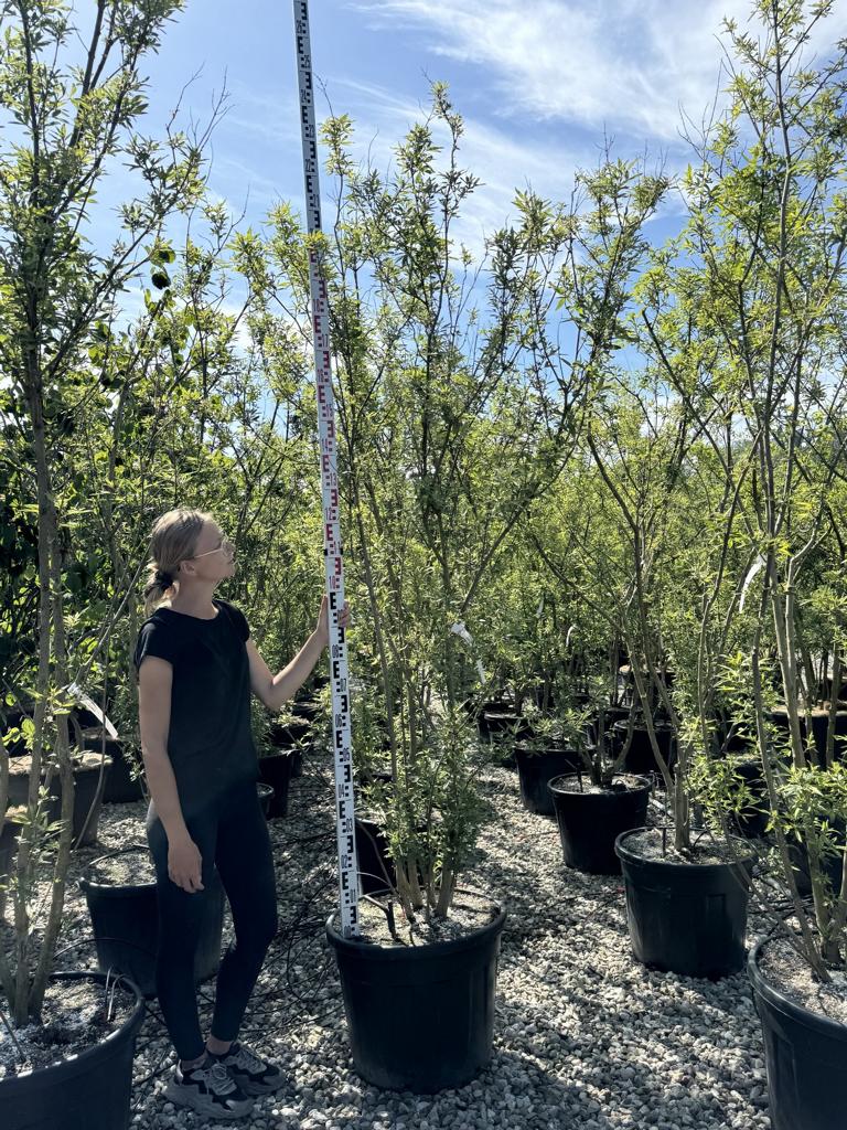Vitex agnus-castus