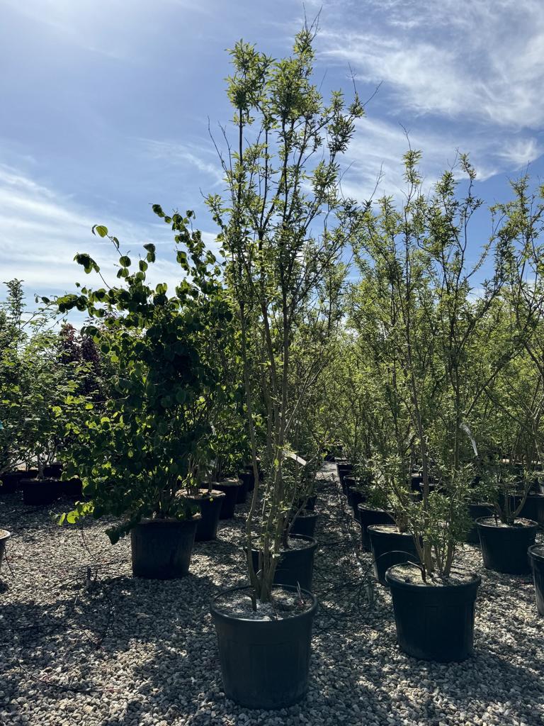 Vitex agnus-castus