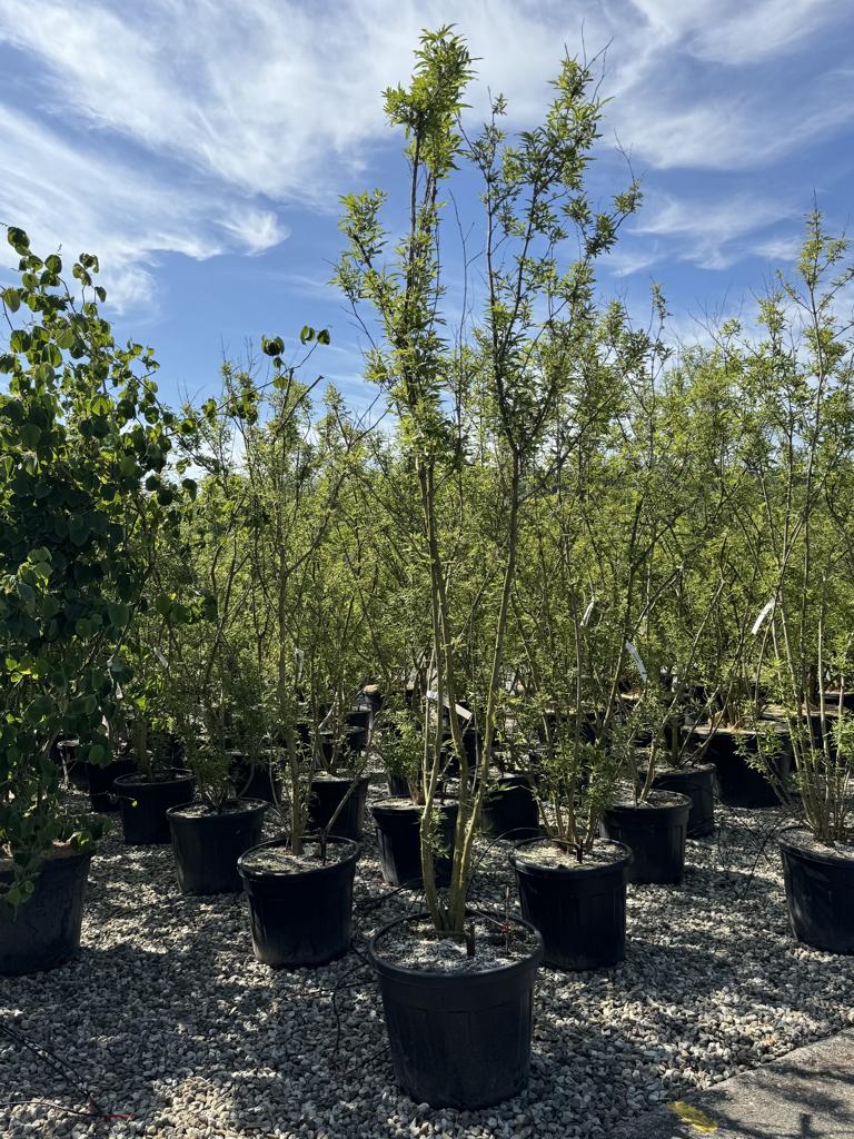 Vitex agnus-castus