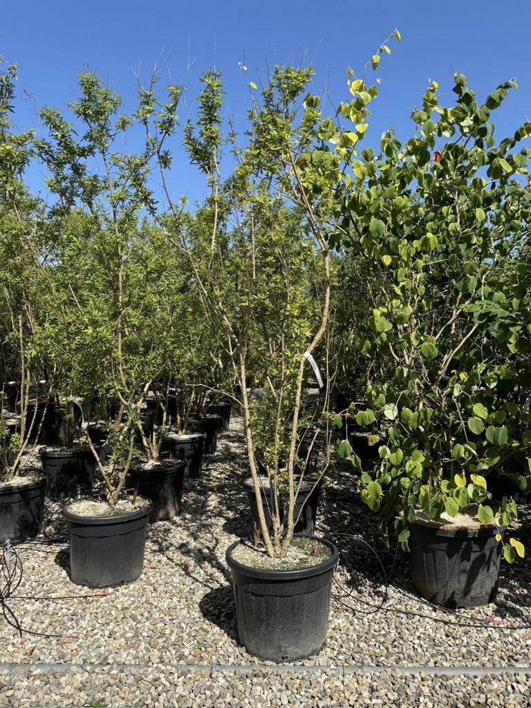 Vitex agnus-castus