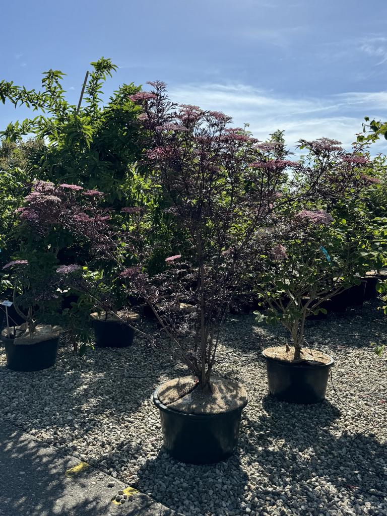 Sambucus nigra 'Black Lace'