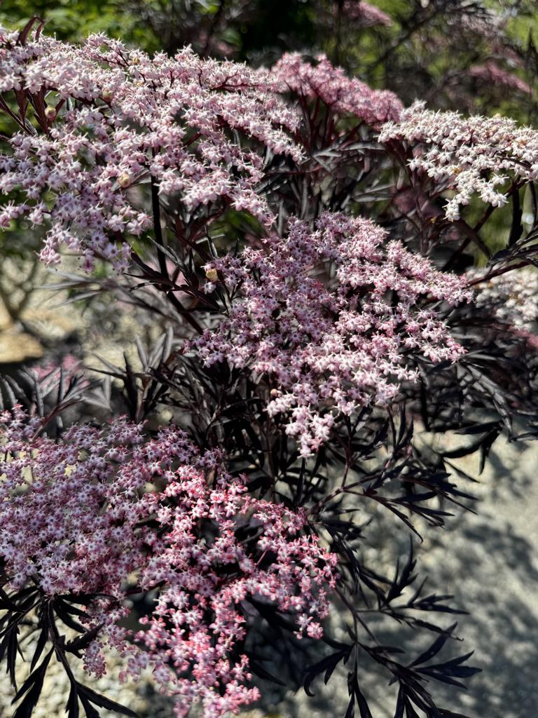 Sambucus nigra 'Black Lace'
