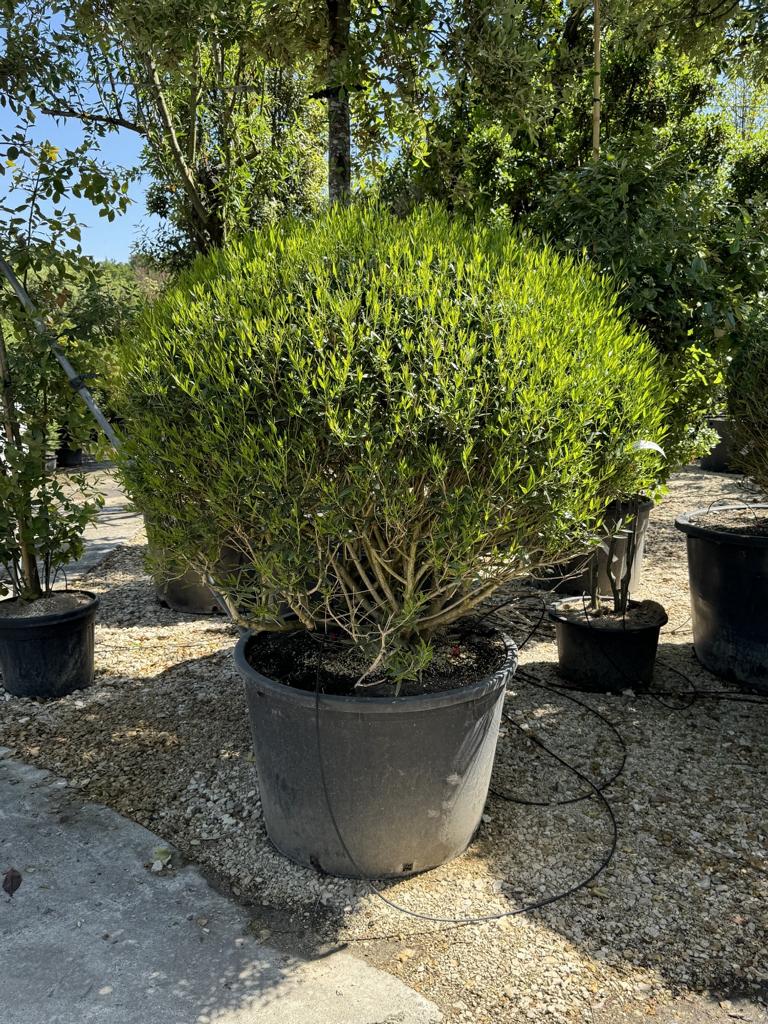 Phillyrea angustifolia kugelförmig