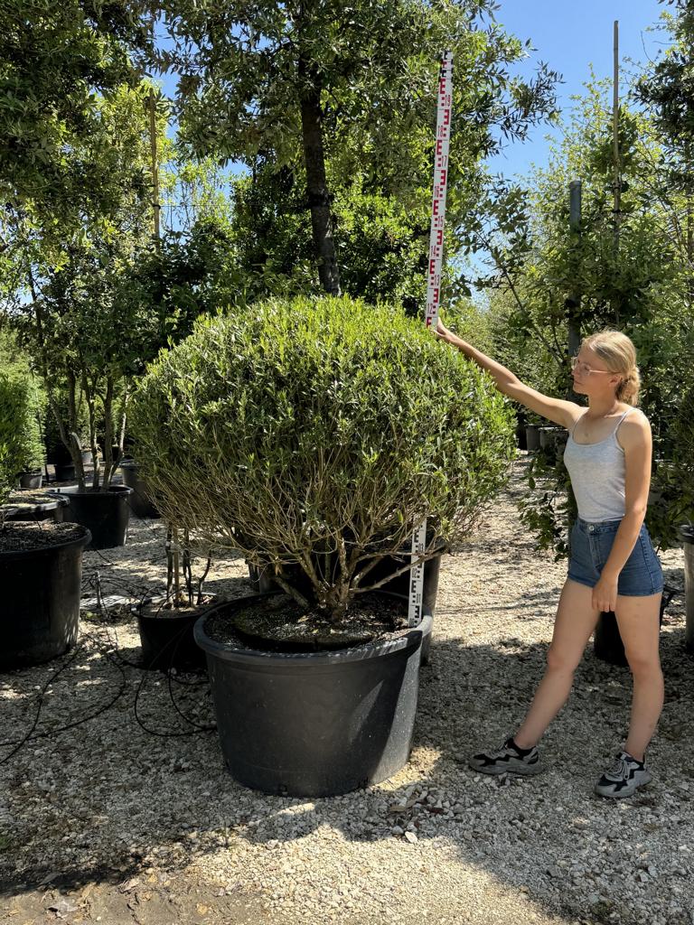 Phillyrea angustifolia kugelförmig